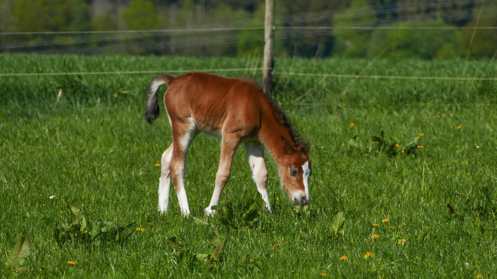 Маленький жеребенок пасется на зеленой траве 