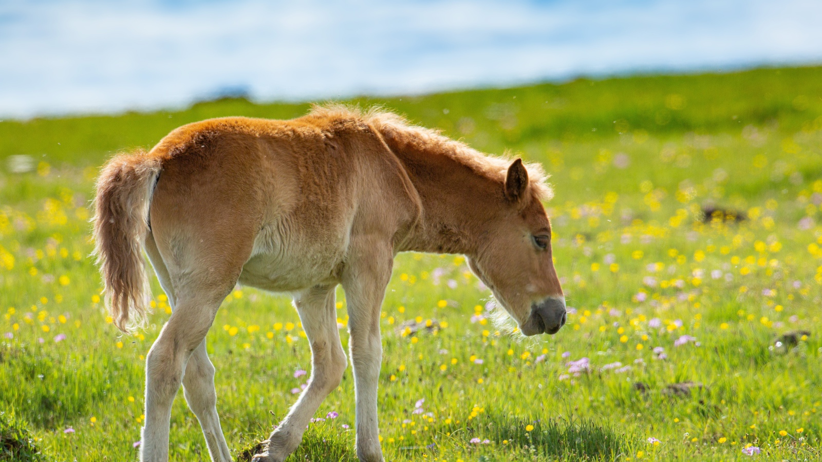 Маленький жеребенок идет по зеленой траве 