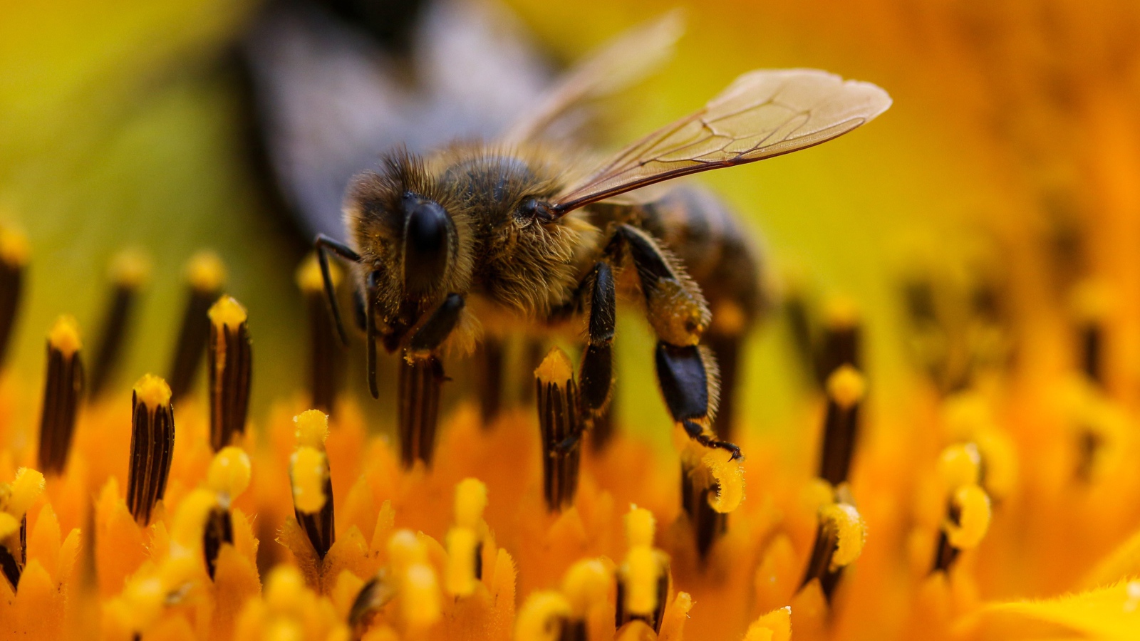 Большая пчела на цветке подсолнуха крупным планом 