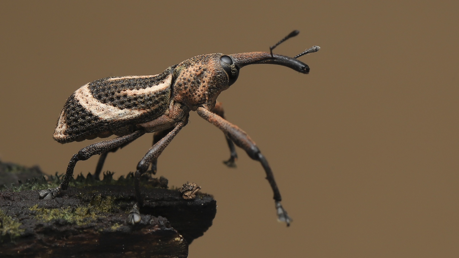 Большой жук долгоносик крупным планом