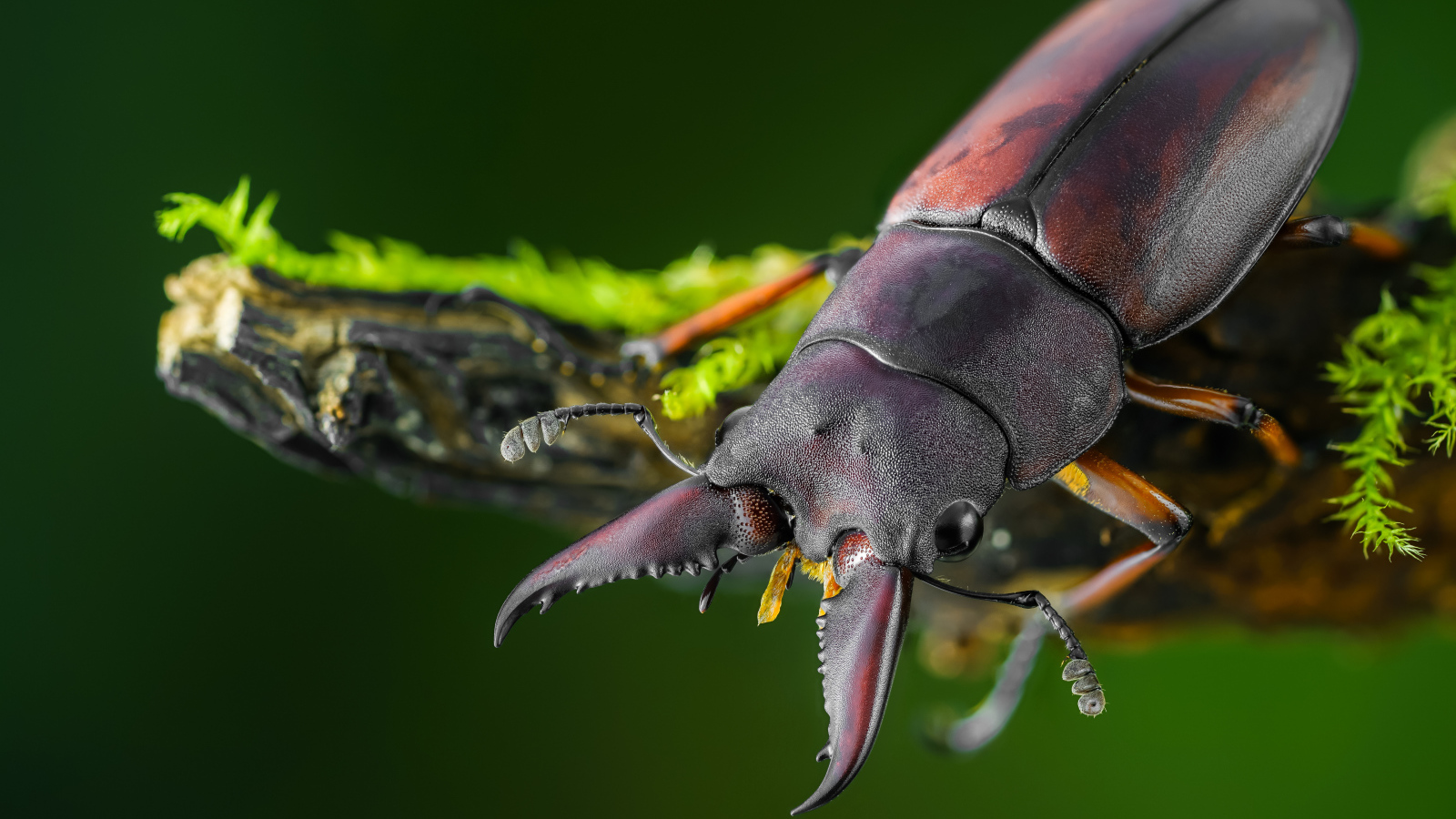 Большой коричневый жук олень сидит на ветке дерева