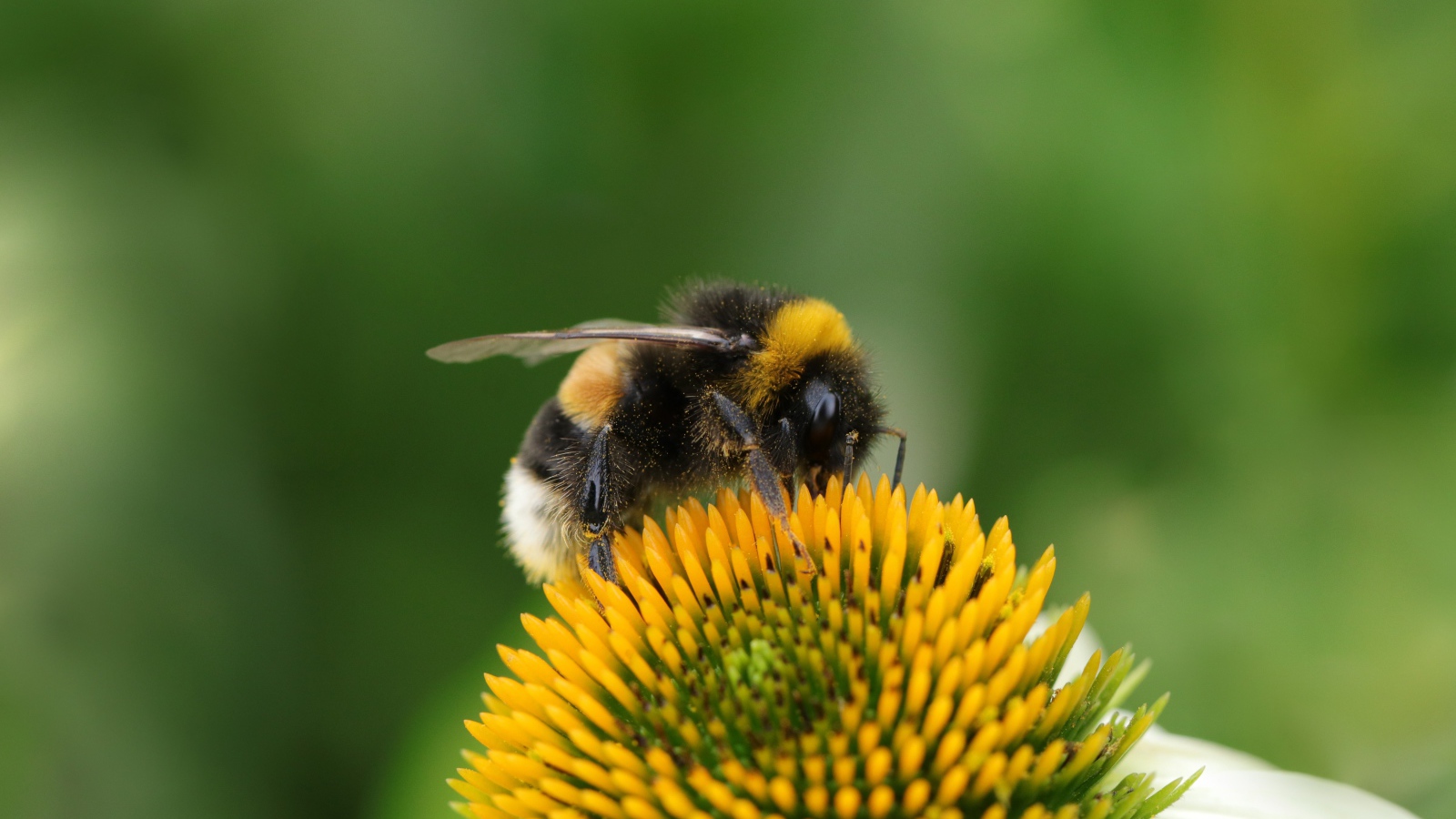 Большой шмель сидит на цветке ромашки 
