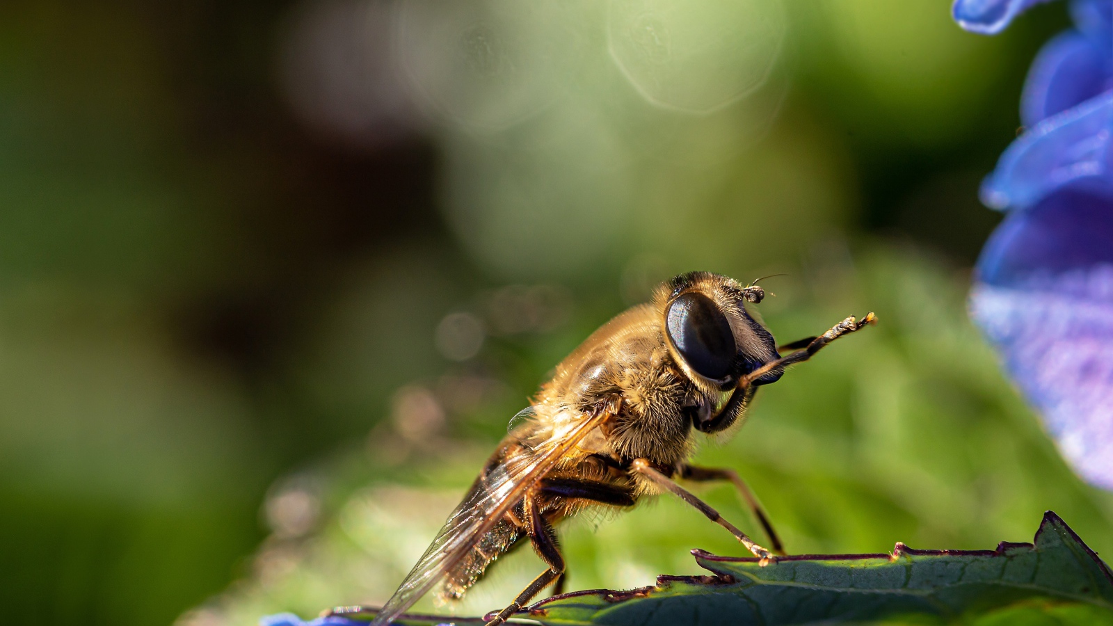 Большая цикада сидит на листе 