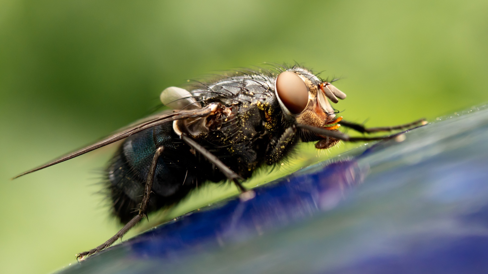 Большая муха сидит на синем  