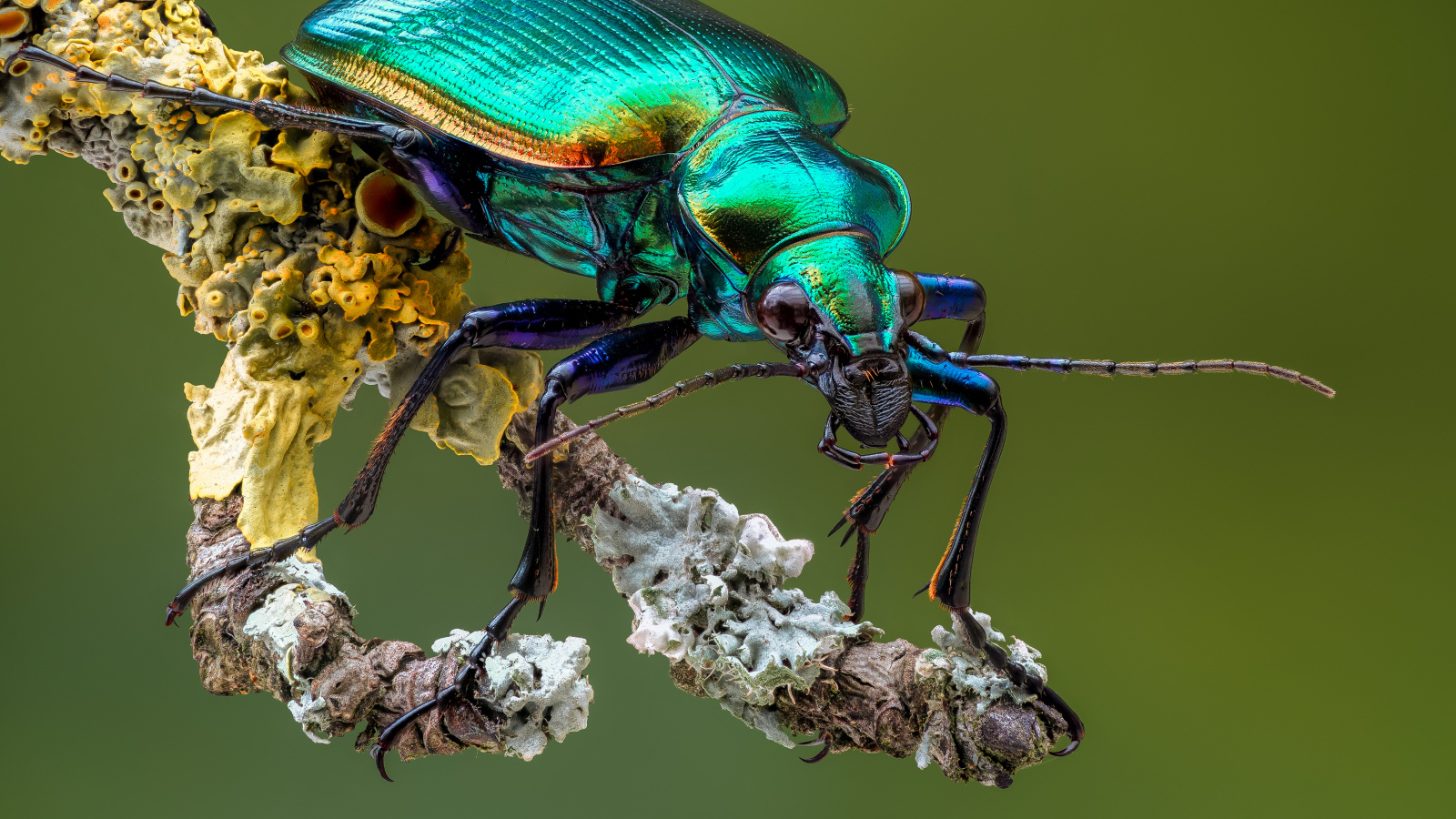 Яркий жук Красотел на ветке крупным планом