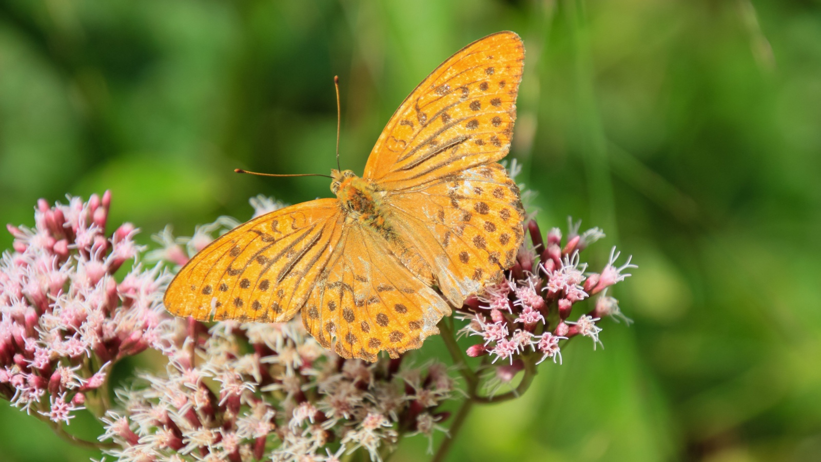 Коричневая бабочка на растении с маленькими розовыми цветами 