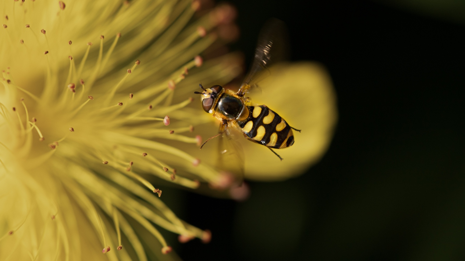 Муха журчалка у желтого цветка 