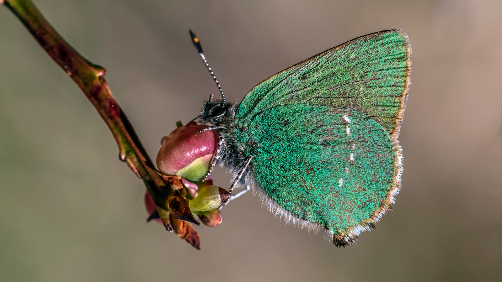 Зеленая бабочка сидит на ветке 