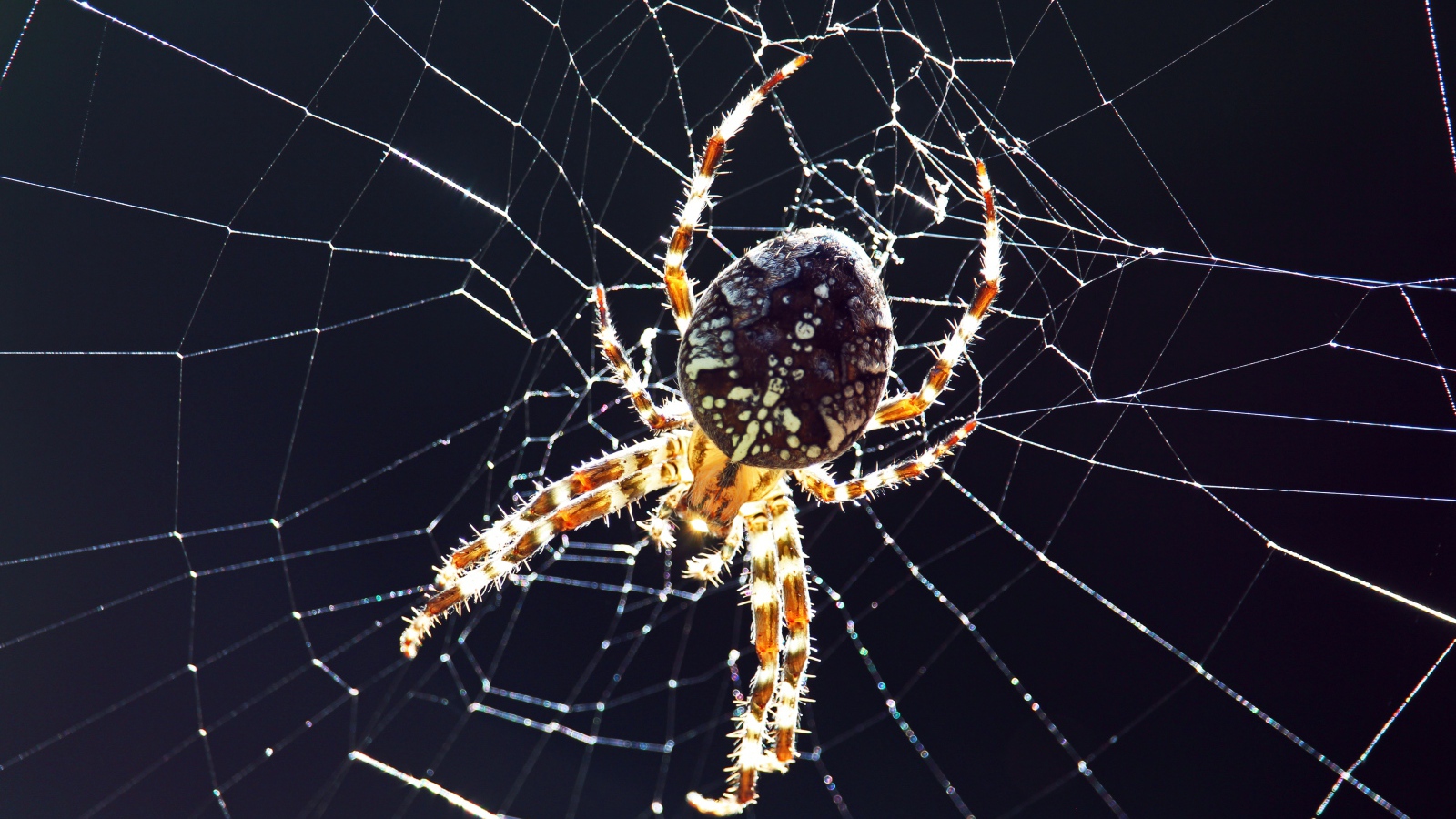 Большой паук на паутине на черном фоне крупным планом 