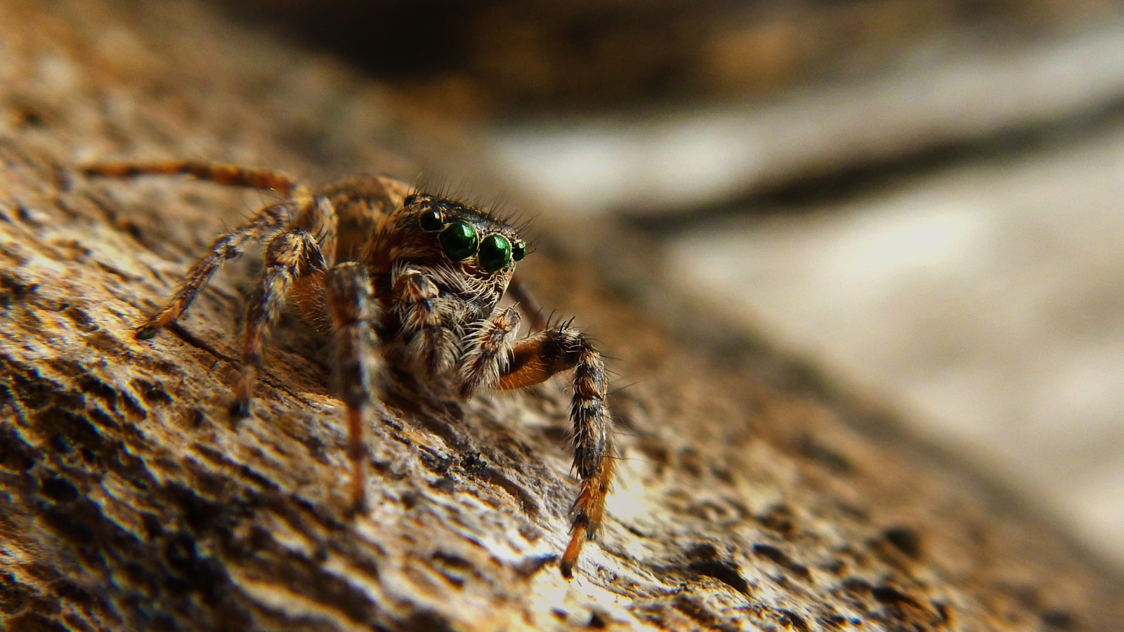 Большой паук с зелеными глазами
