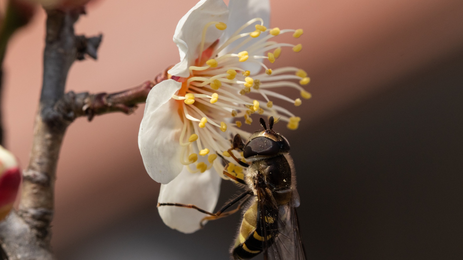 Маленькая пчела сидит на белом цветке весной 