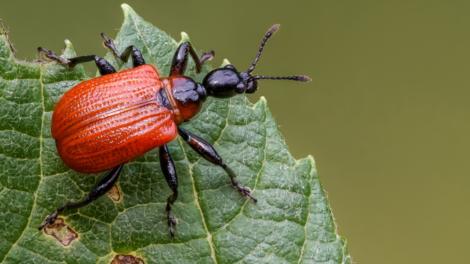 Оранжевый жук Трубковёрт орешниковый сидит на зеленом листе