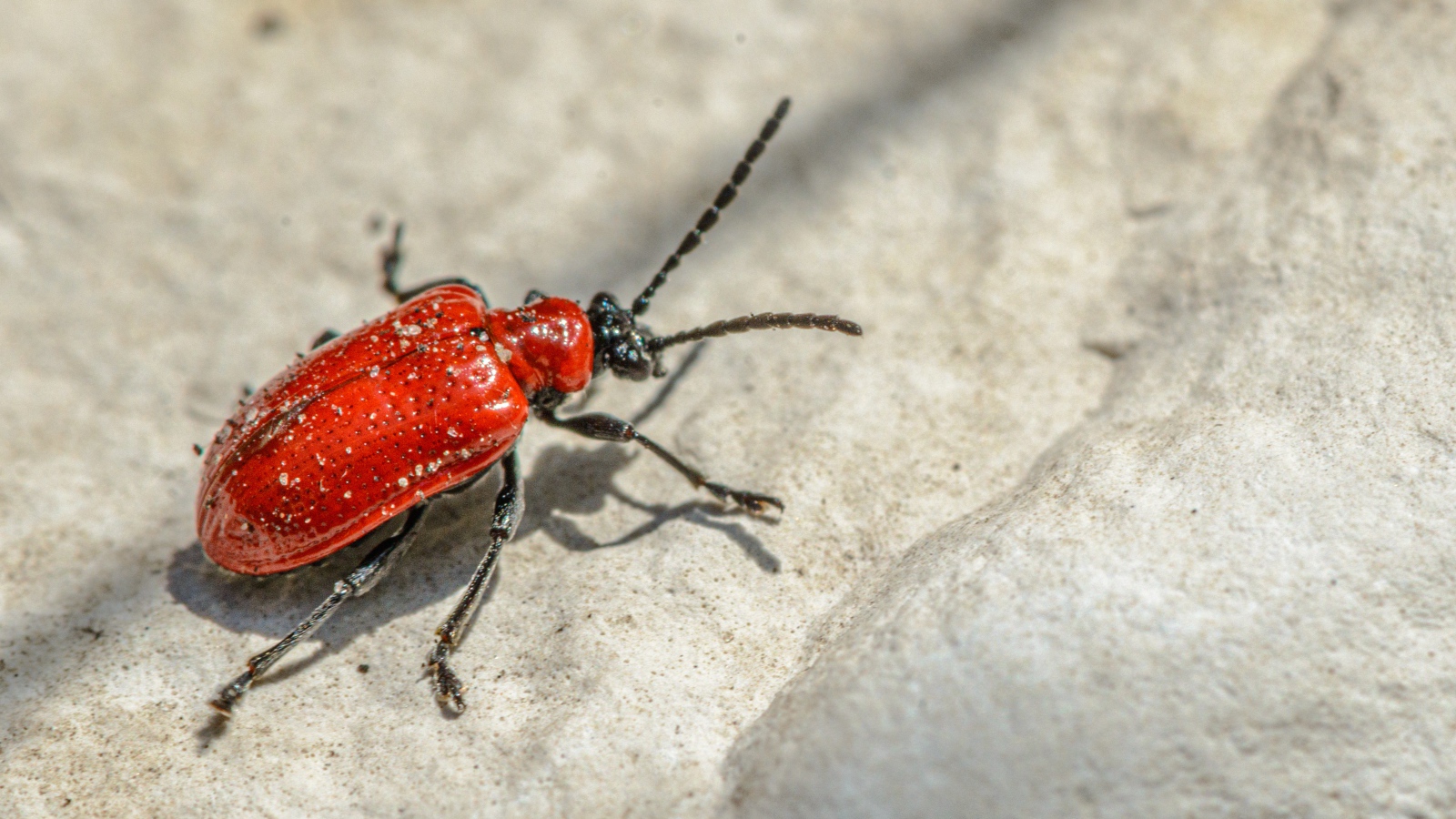 Красный клоп на камне крупным планом 