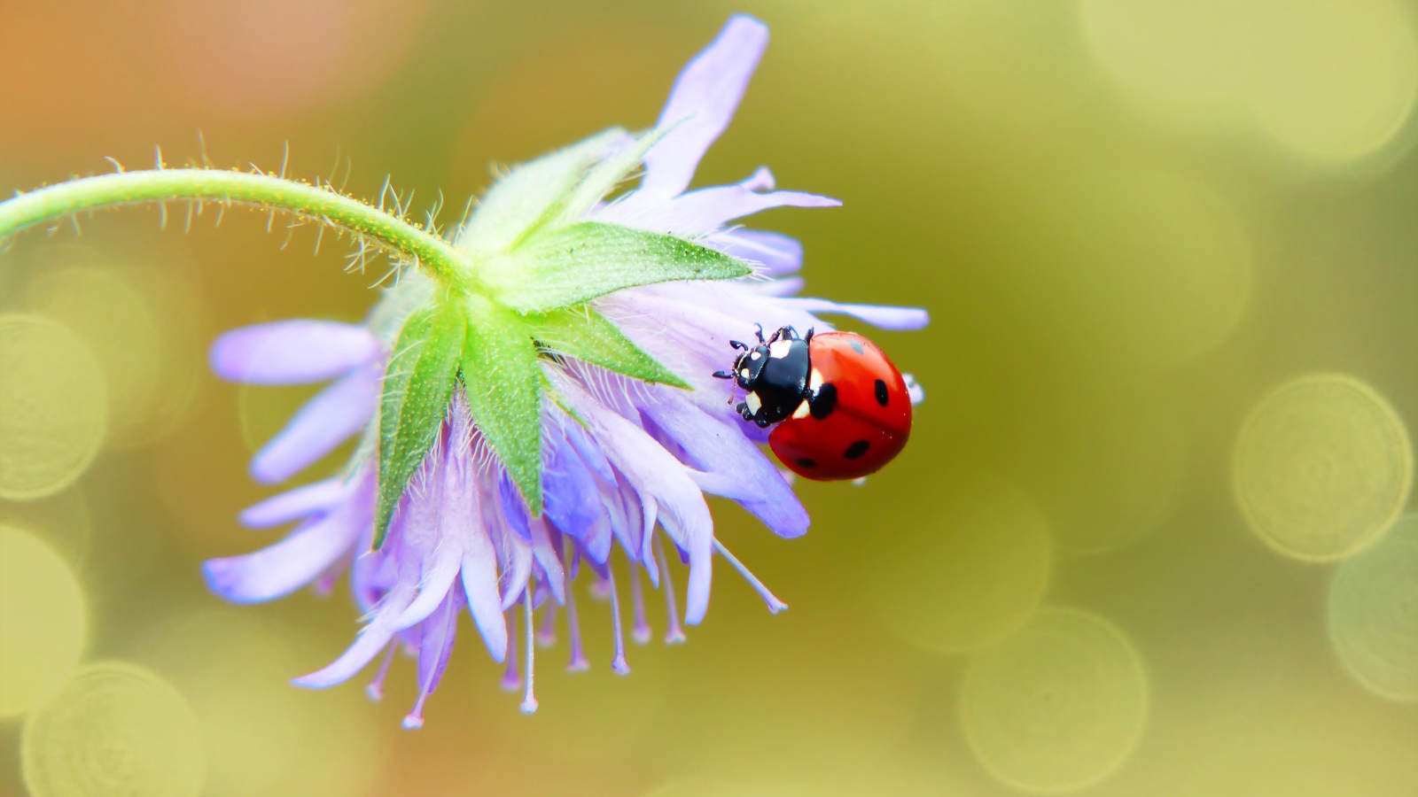 Красная божья коровка сидит на цветке 