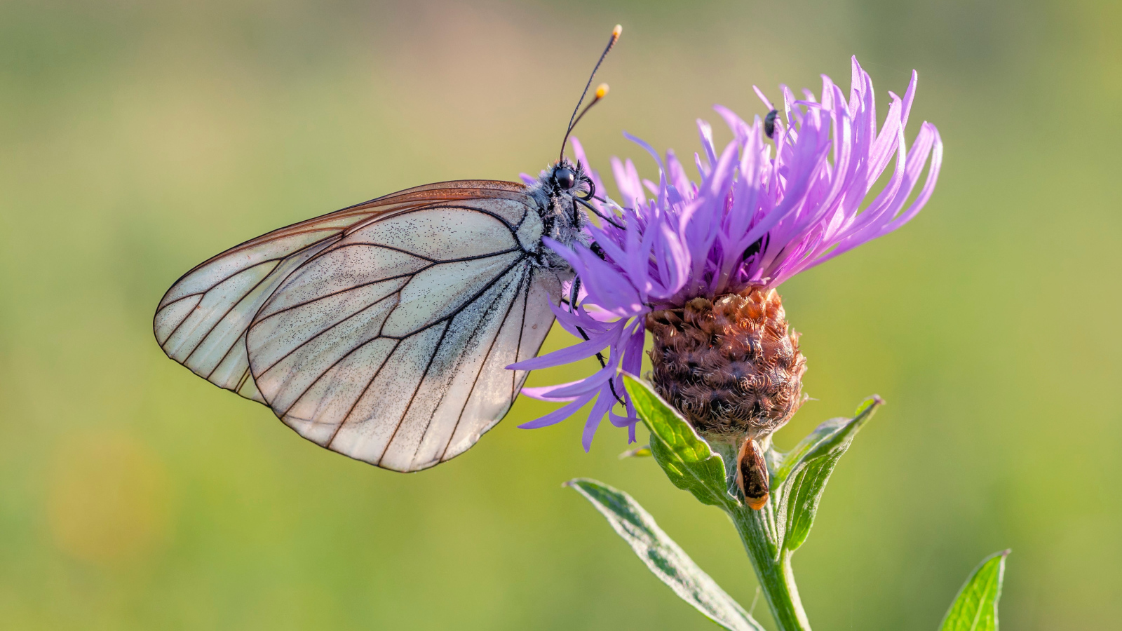 Маленькая голубая бабочка на сиреневом фоне