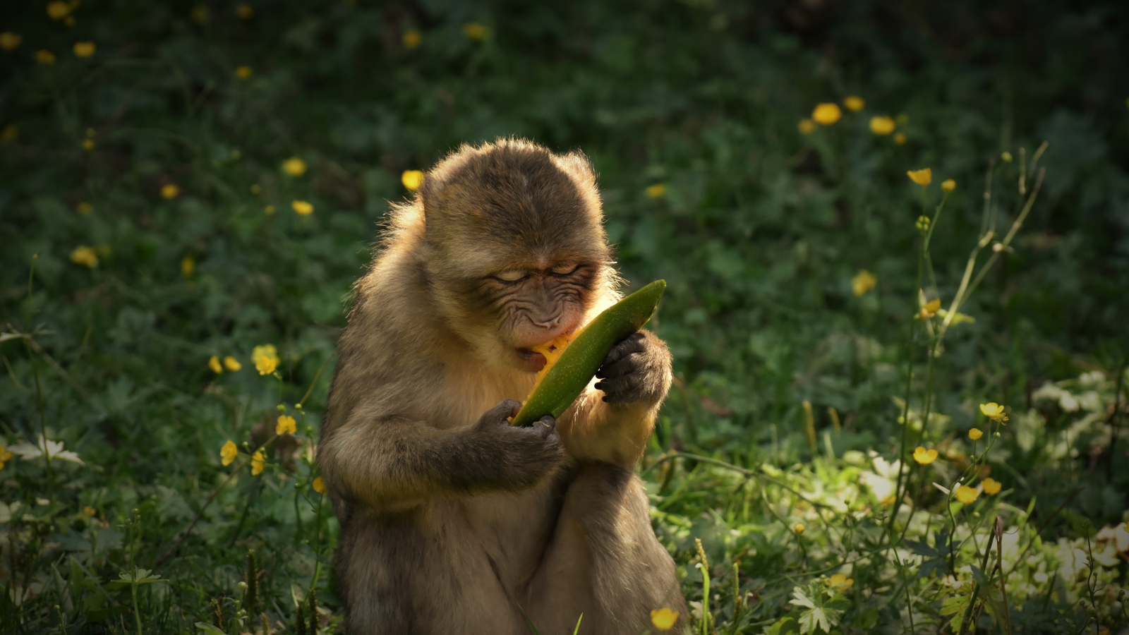 Обезьяна грызет плод манго 