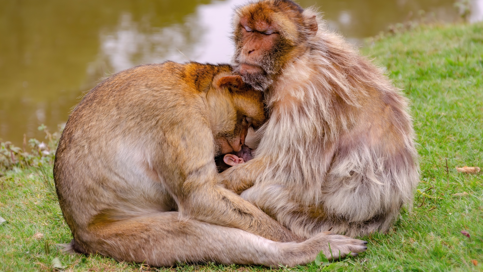 Семья варварской макаки у пруда
