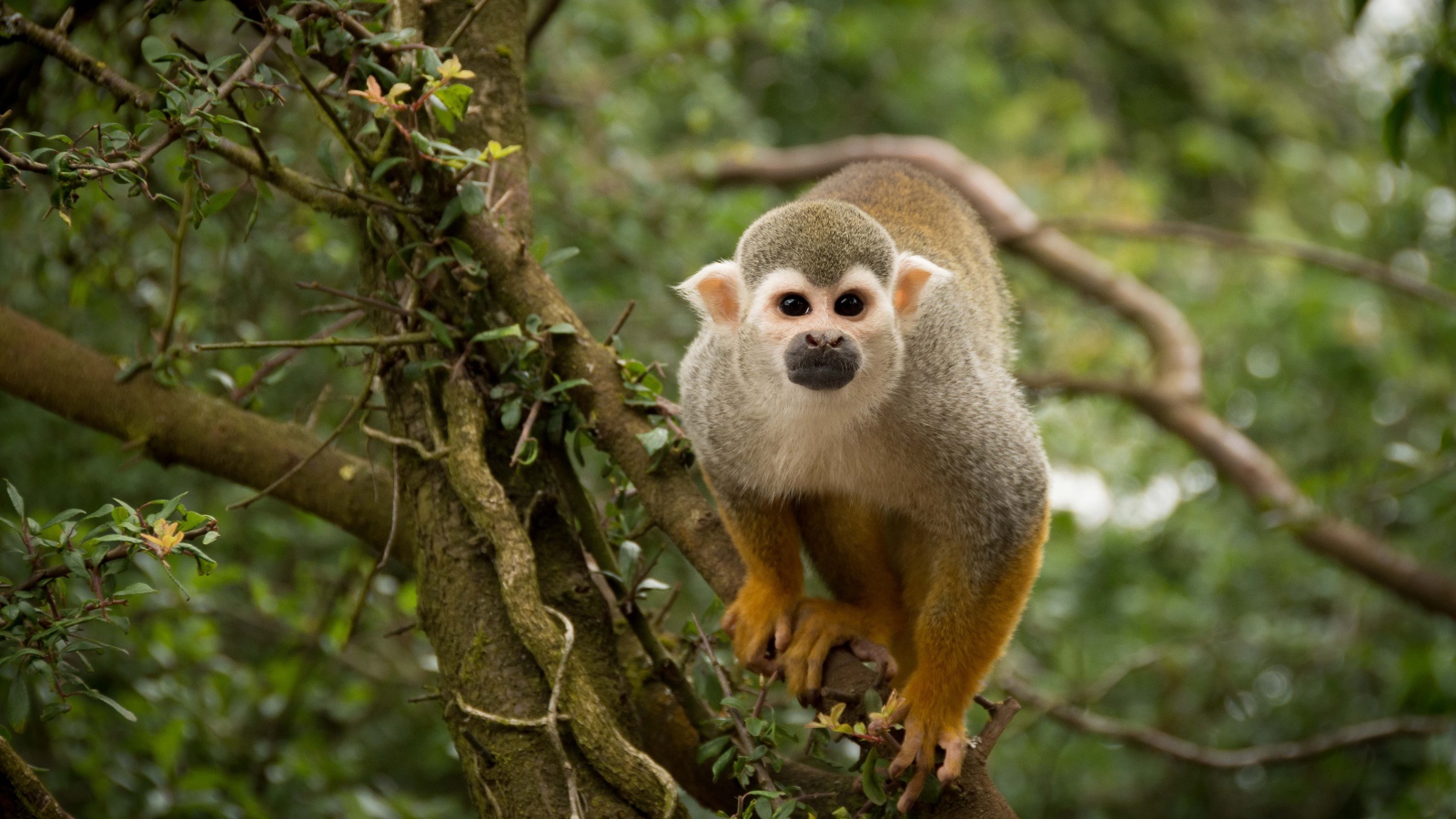 Забавная обезьяна на дереве