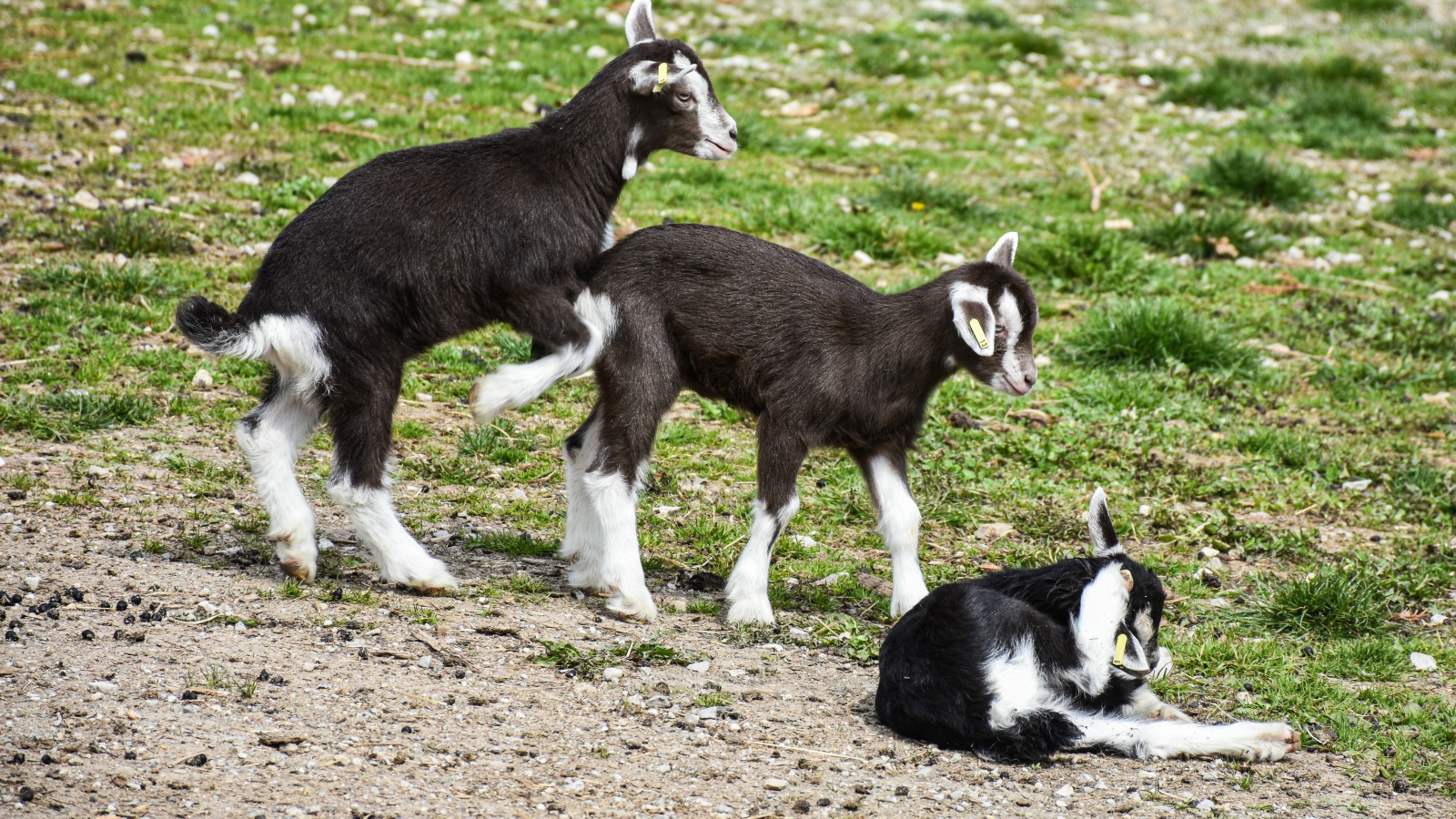 Три маленьких маленьких козленка на траве