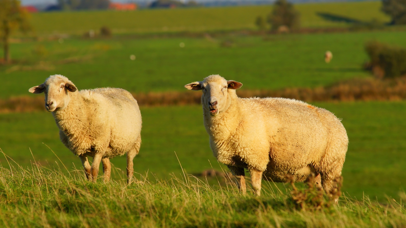 Две большие пушистые овцы на зеленой траве