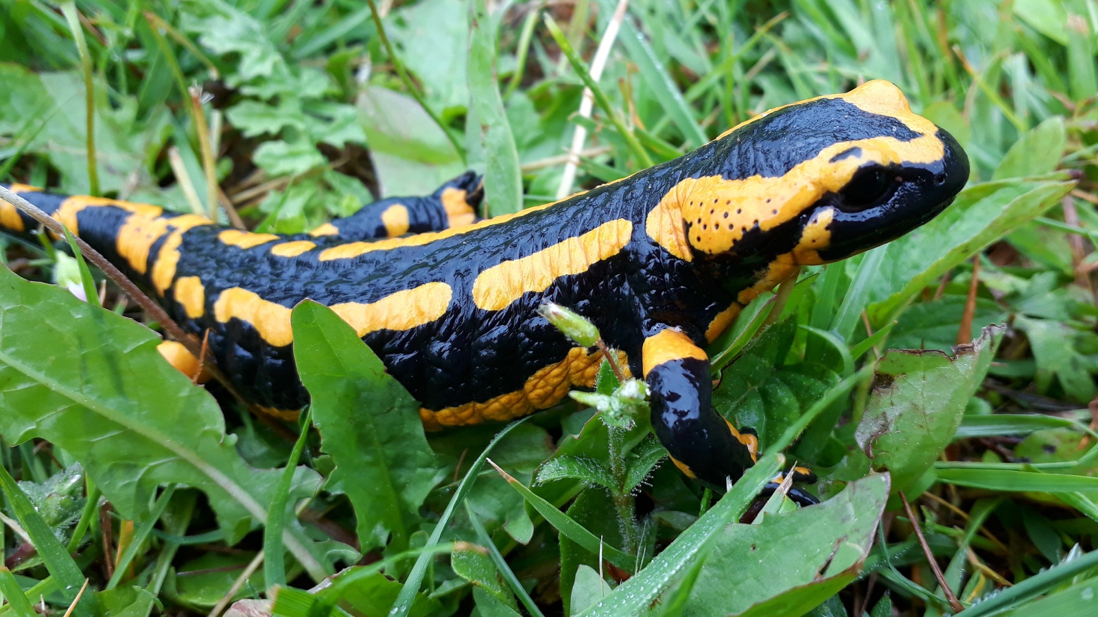 Красивая саламандра в зеленой траве