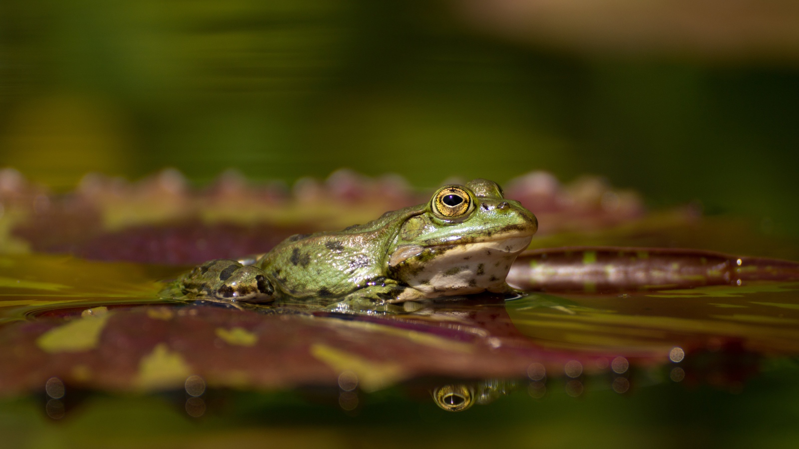 Большая зеленая лягушка на зеленом листе в воде