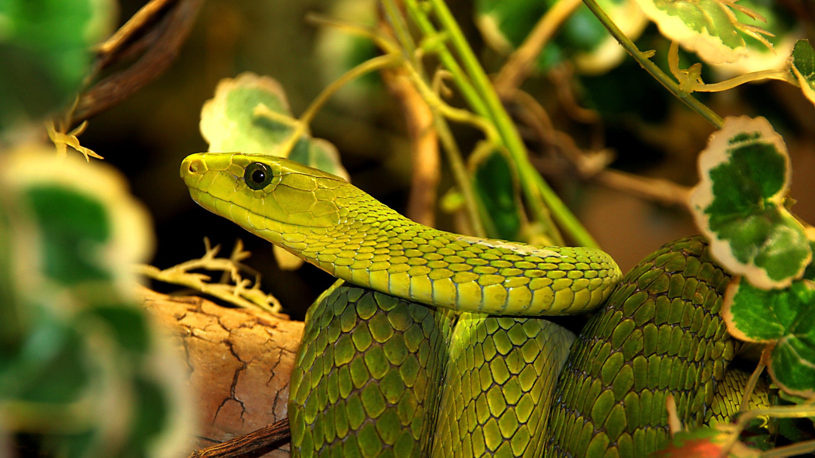 Большая зеленая змея в листьях 