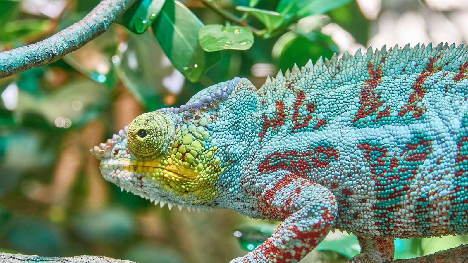 Голубая игуана сидит на ветке дерева