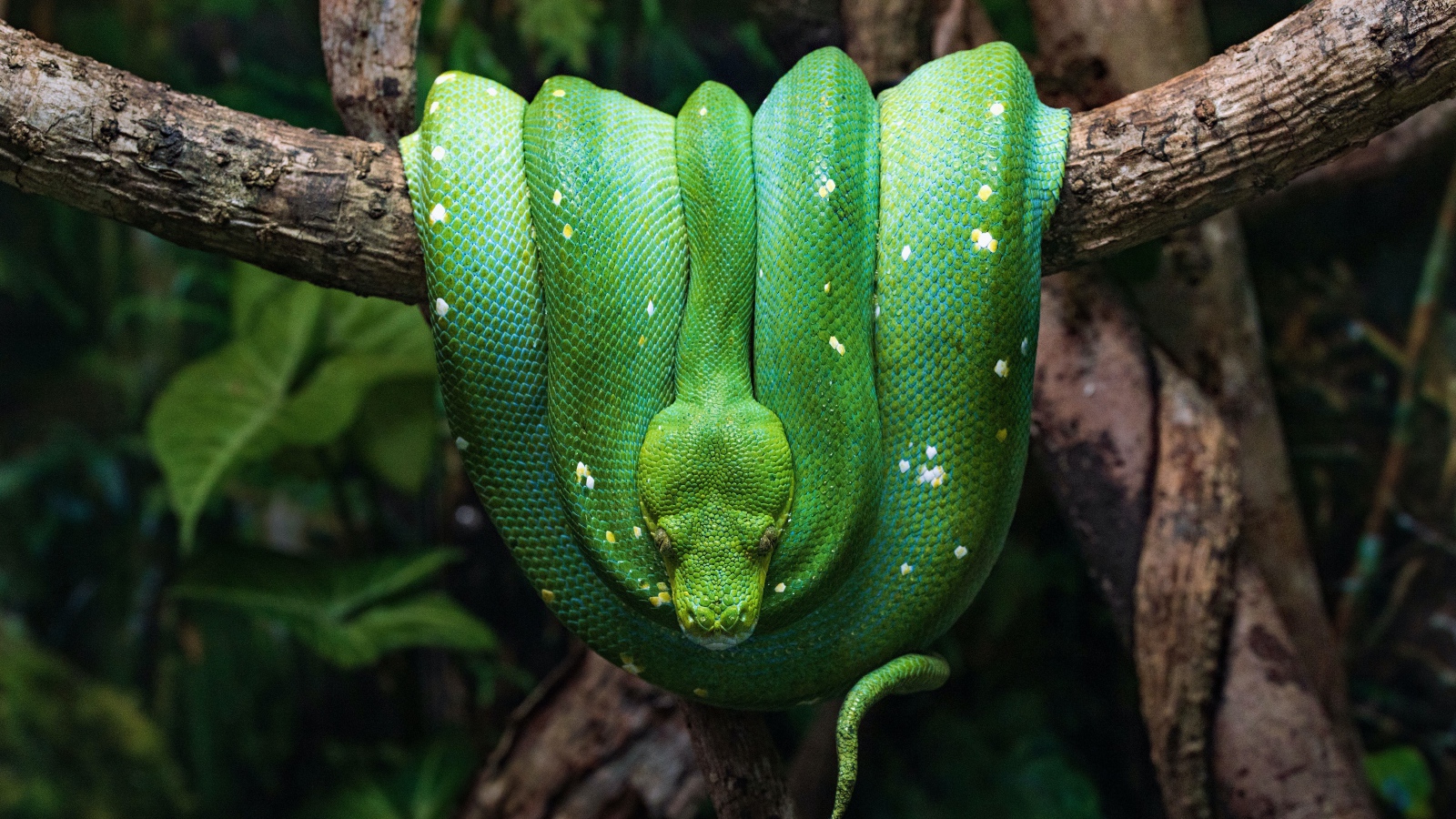 Green snake hanging on a tree branch
