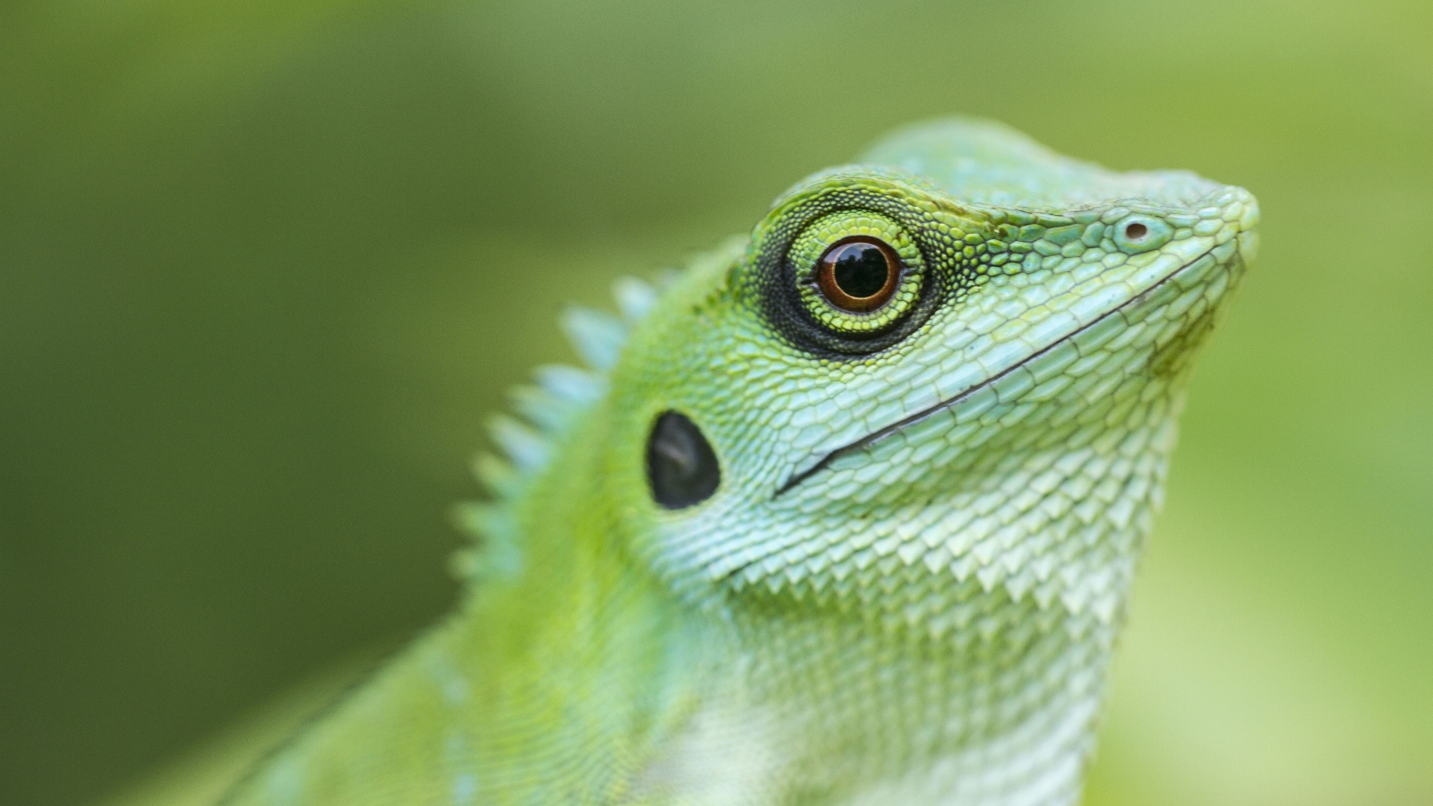 Голова зеленой хохлатой ящерицы крупным планом 