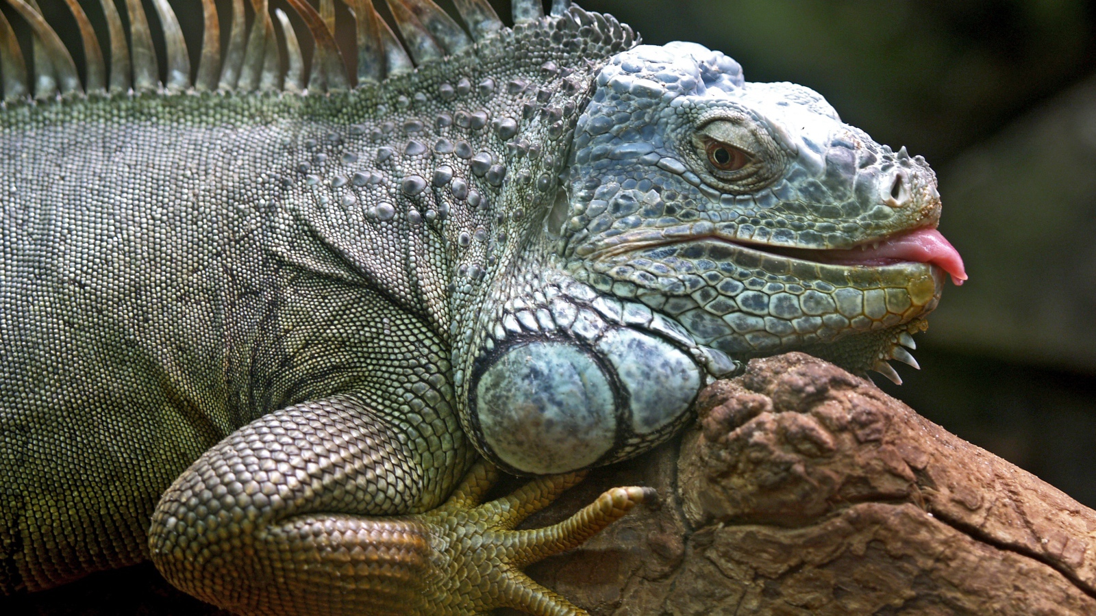 Большая серая игуана с высунутым языком