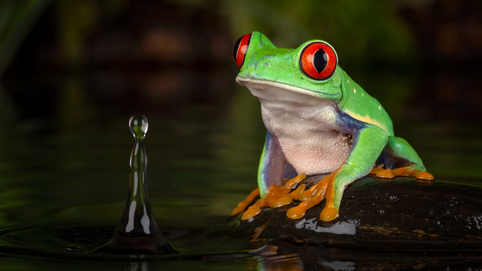 Большая зеленая лягушка на камне в воде 