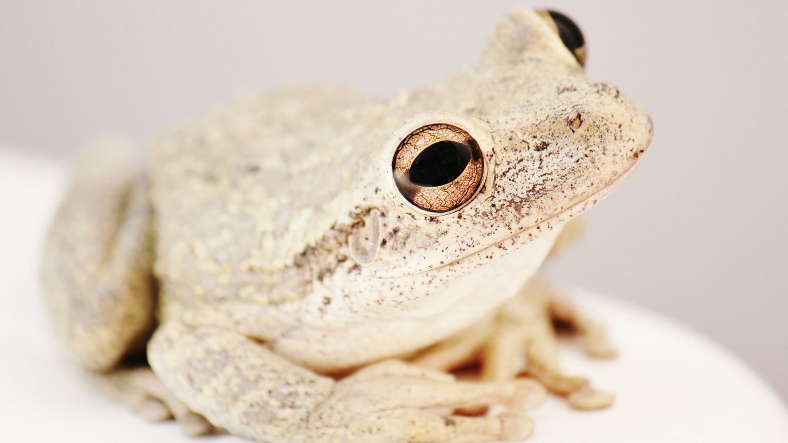 Белая жаба с большими глазами на сером фоне 