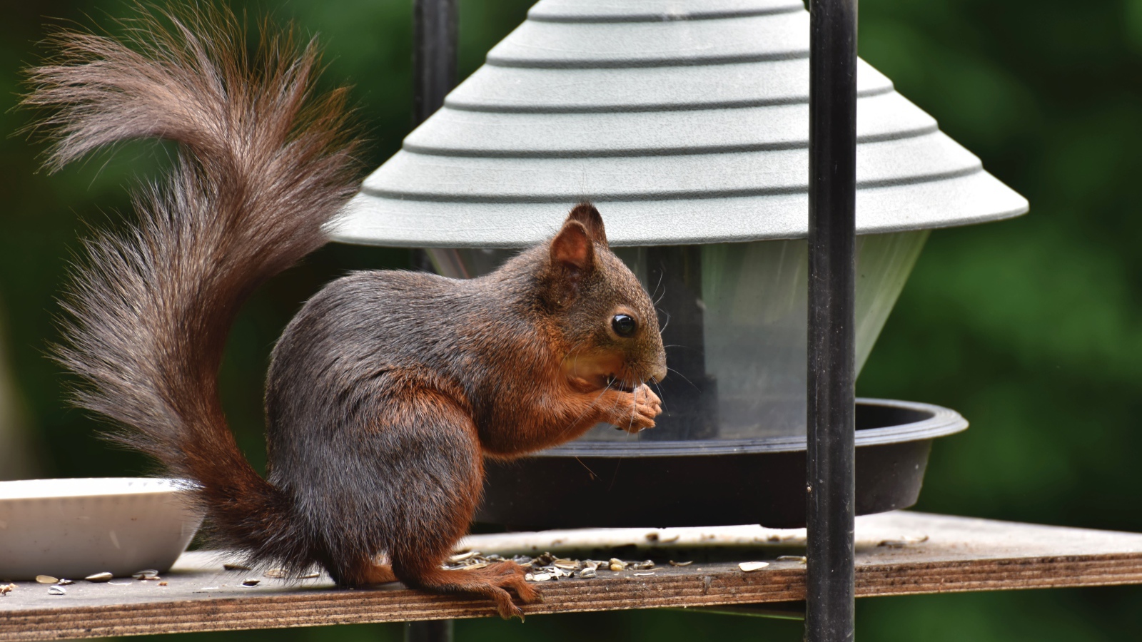 Большая рыжая белка грызет корм в кормушке 