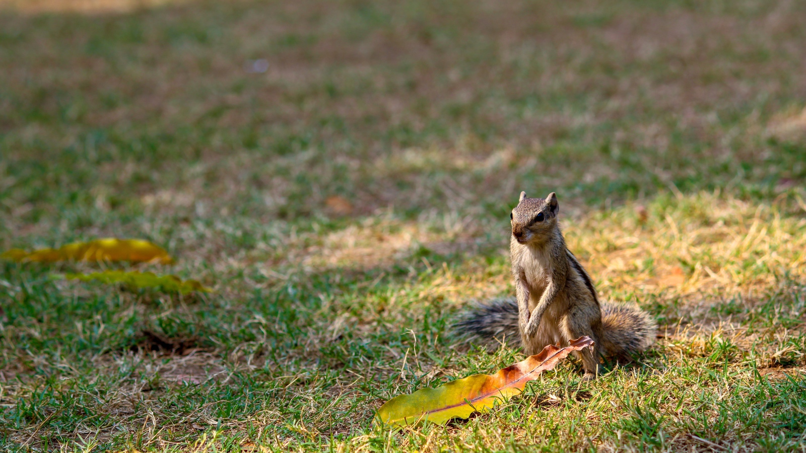 Chipmunk sitting on green grass