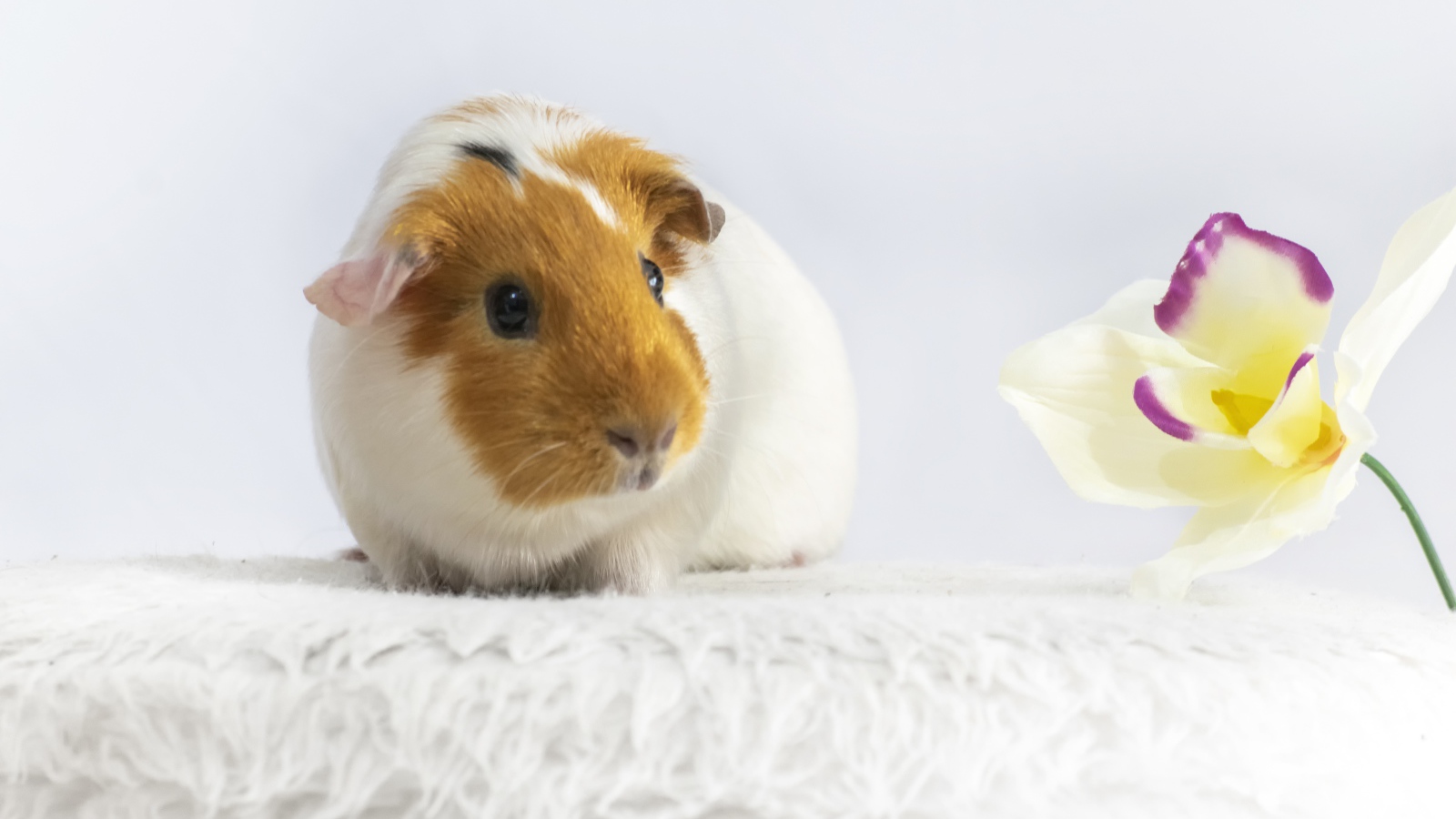 Морская свинка с белым цветком орхидеи