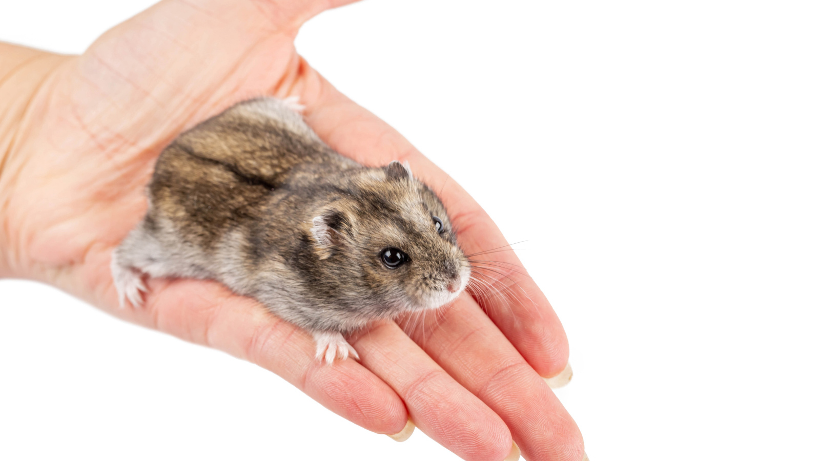 Маленький хомяк джунгарик на ладони 