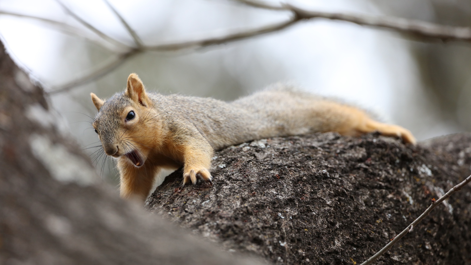 Маленькая белка зевает на дерева