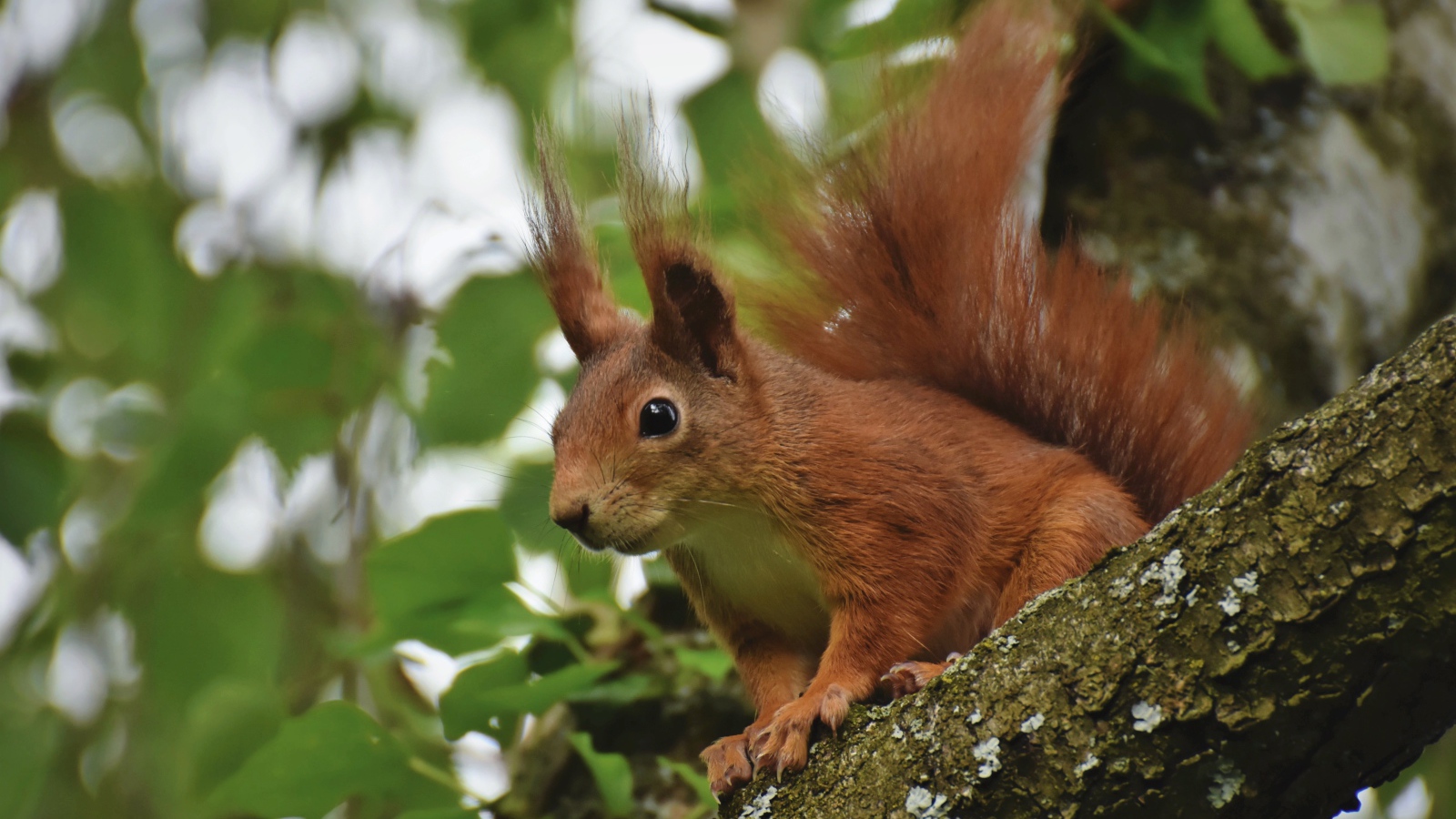 Red squirrel sits on a tree branch with green leaves