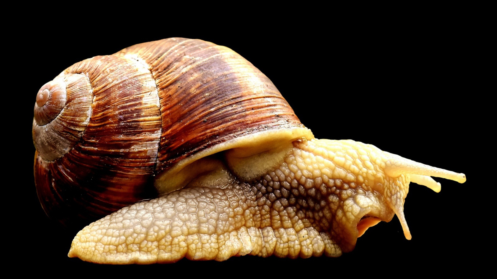 Большая улитка ахатина на черном фоне