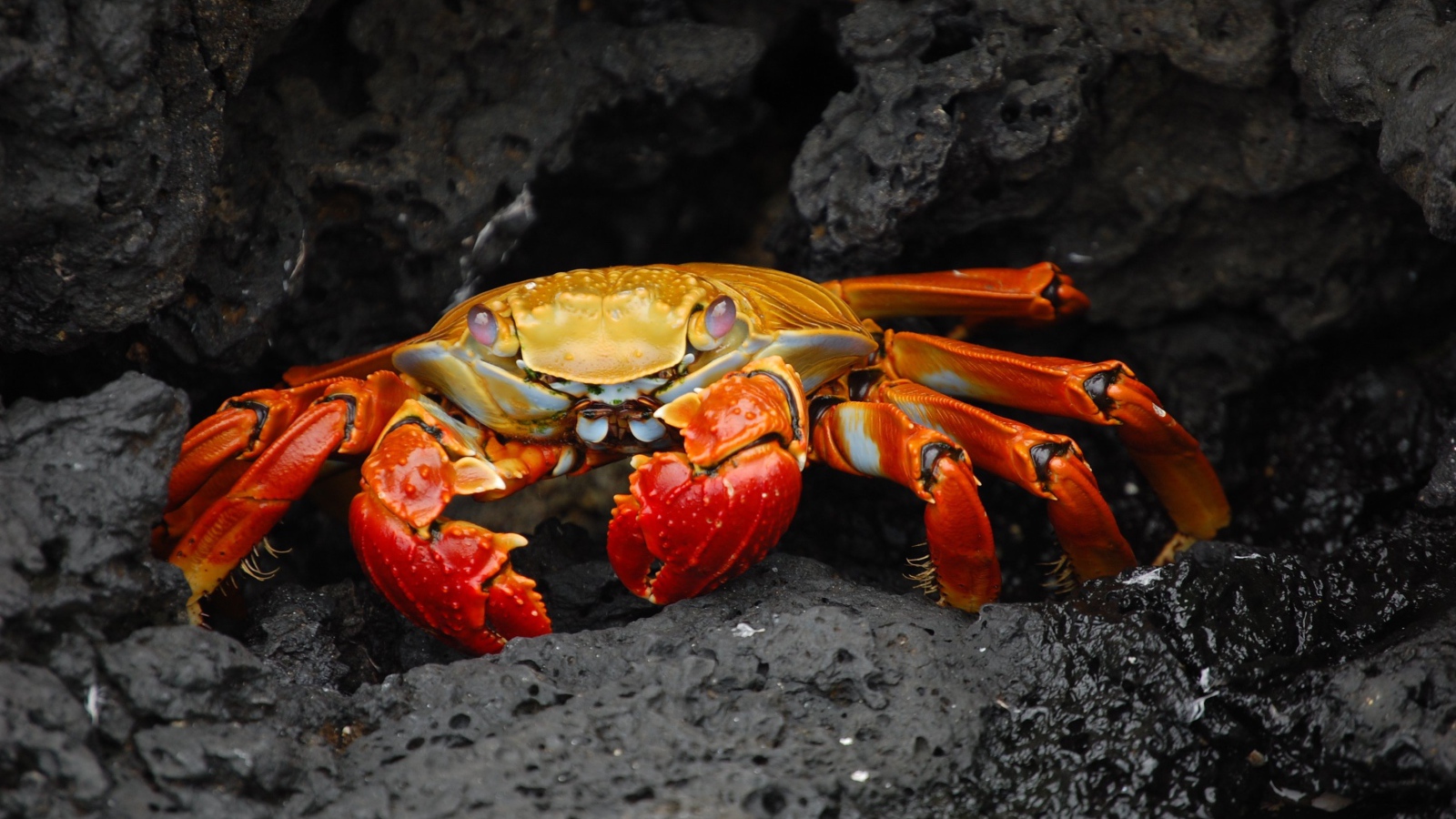 Рыжий краб прячется в камнях