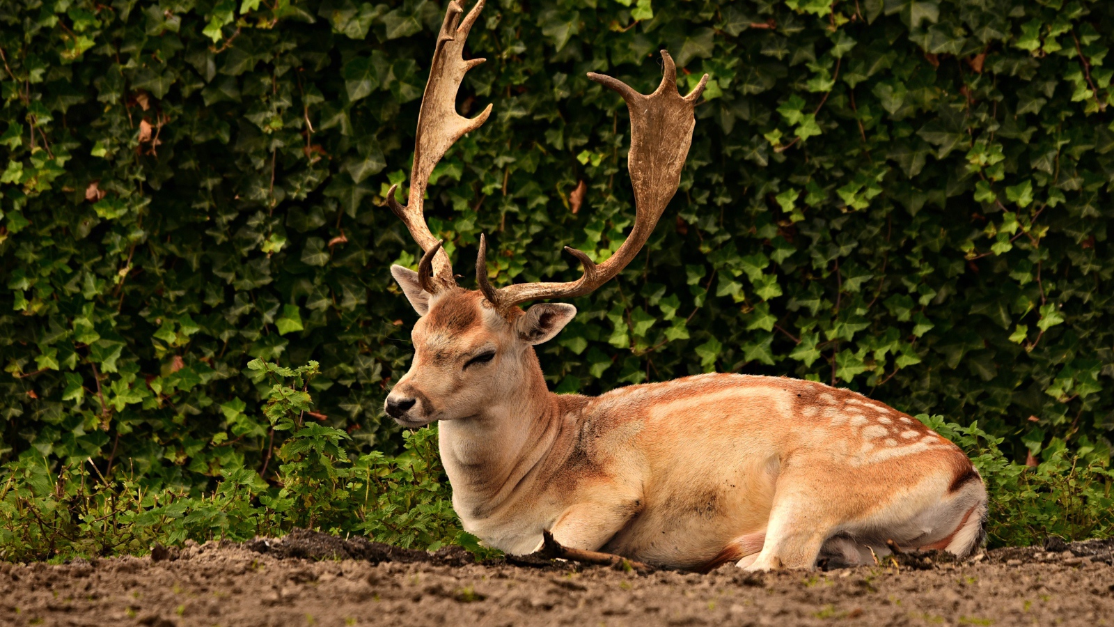Самец лани с большими ветвистыми рогами 
