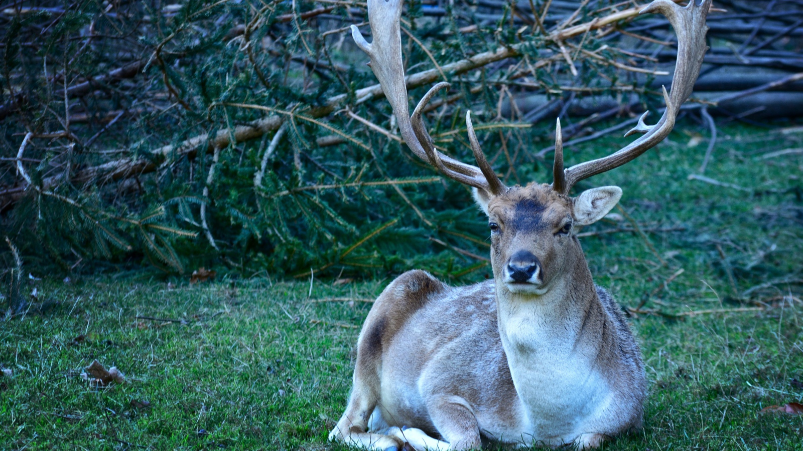 Самец лани с большими рогами