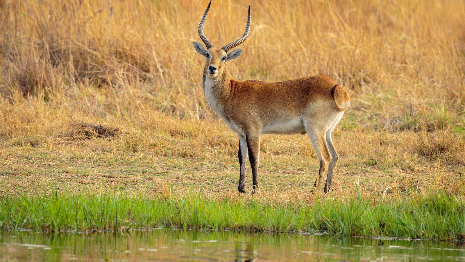 Антилопа с острыми рогами у воды
