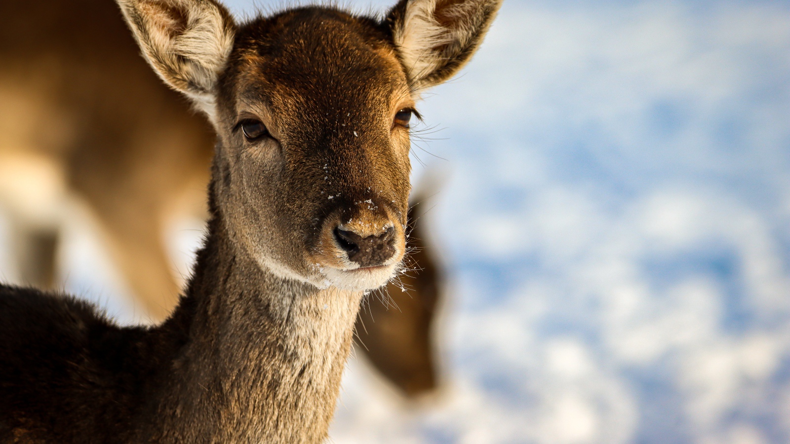 Олениха крупным планом 