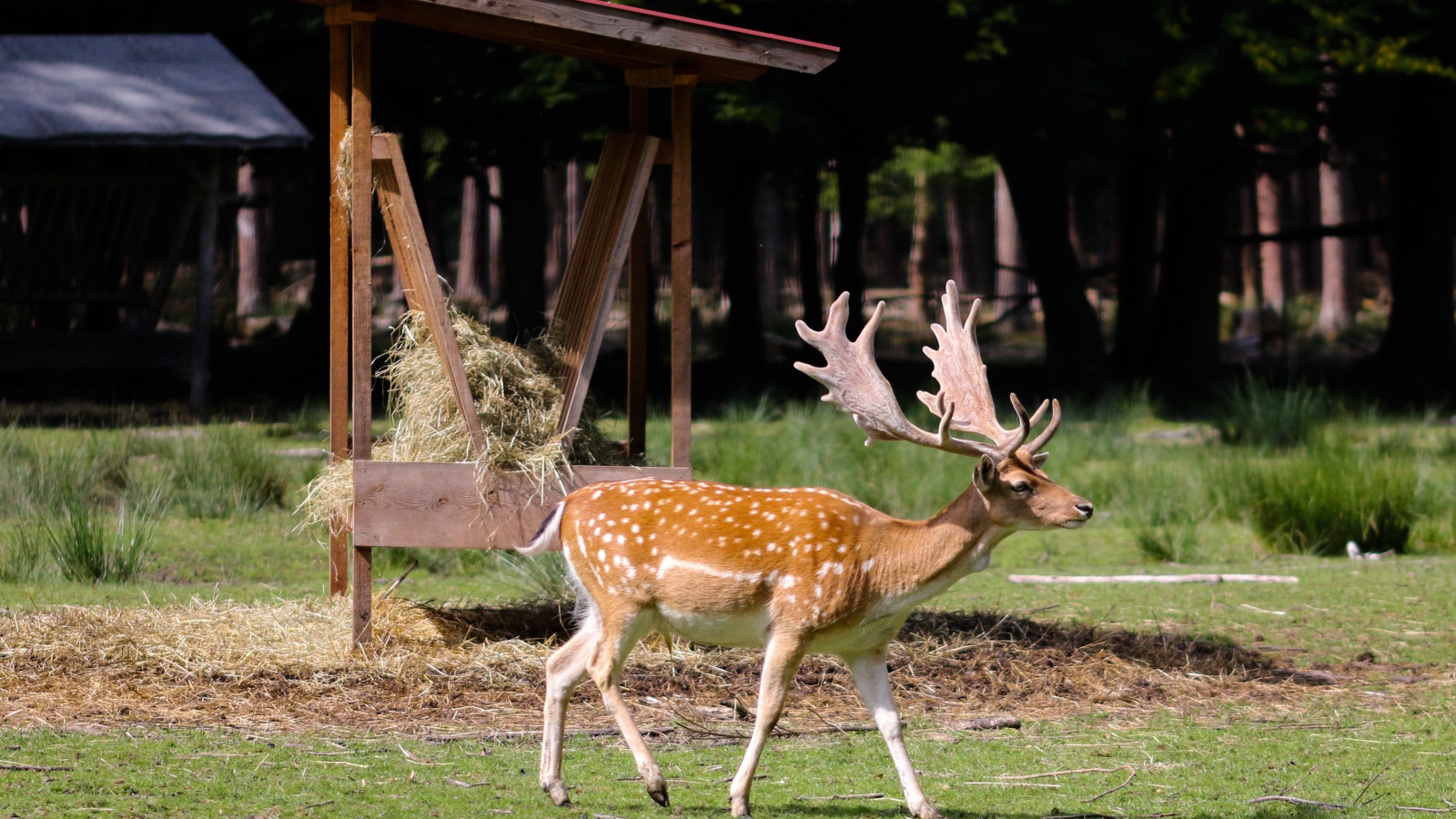Большой пятнистый олень с большими рогами 