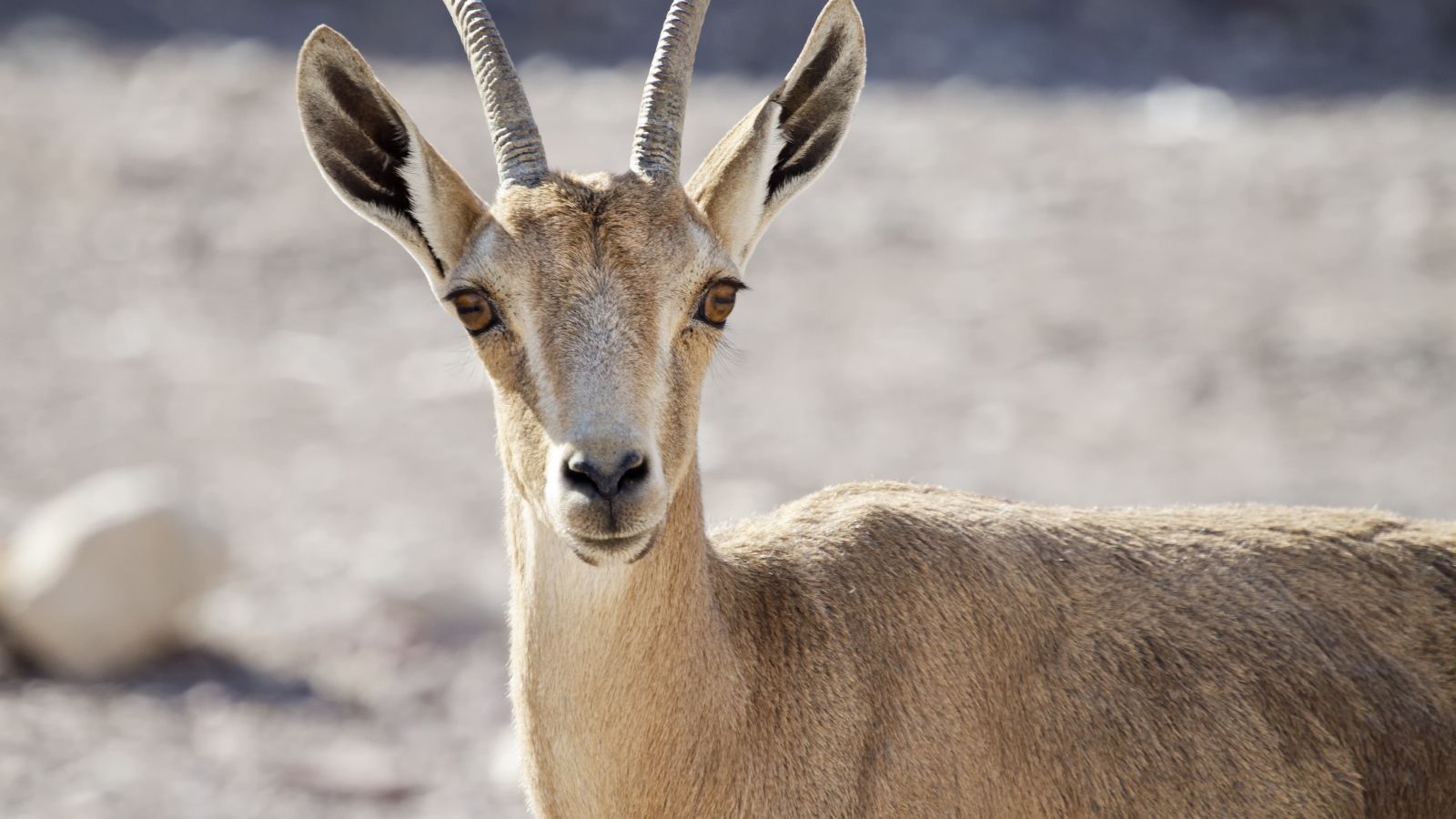 Нубийский горный козёл крупным планом 