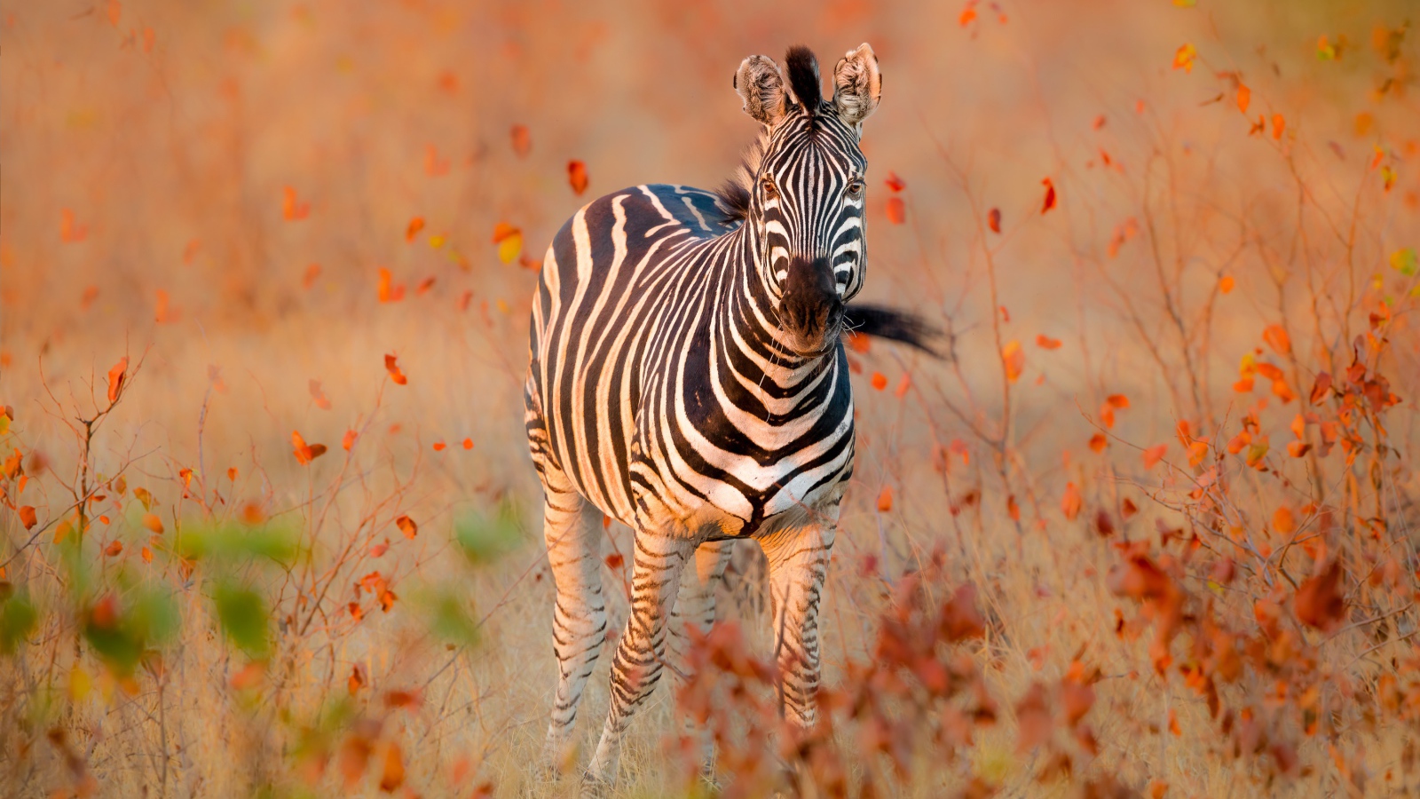 Полосатая зебра идет по сухой траве