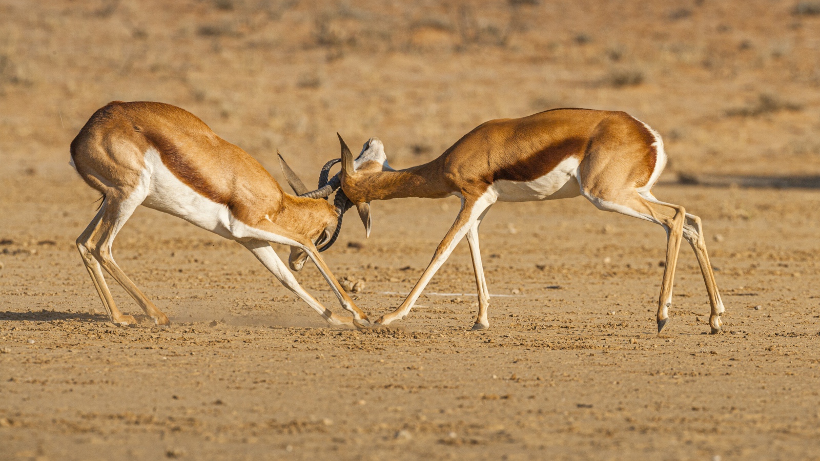 Две газели дерутся в саванне 