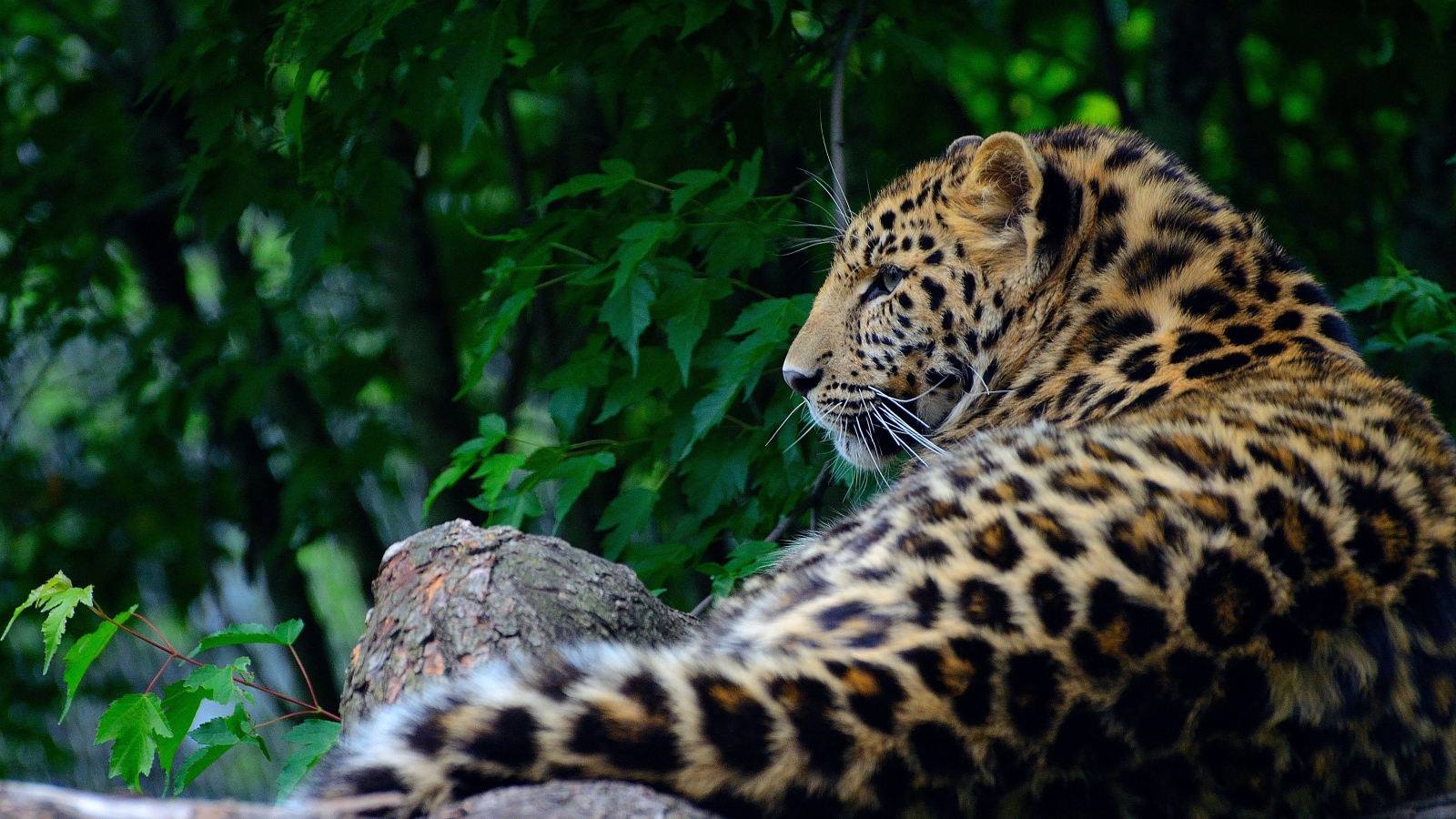 Большой пятнистый хищный леопард лежит на дереве 